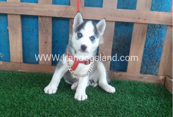--husky-164_1