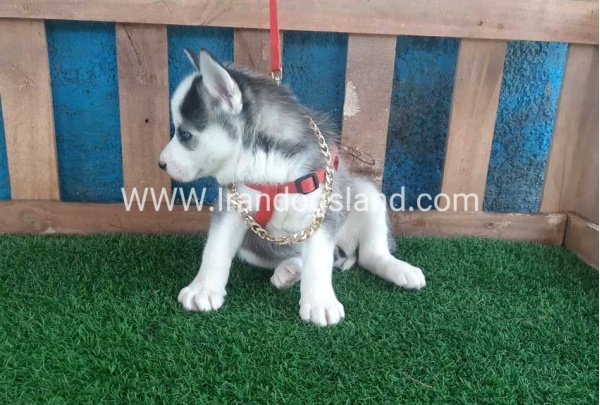 --husky-164_2