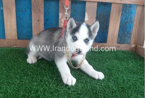--husky-164_3