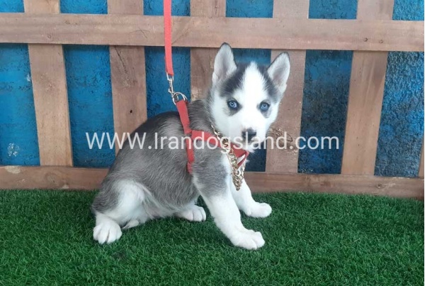 --husky-164_4