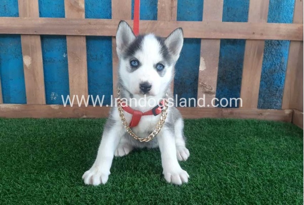 --husky-164_5