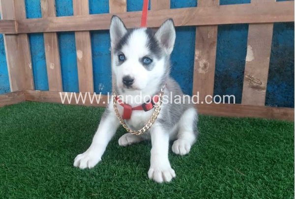 --husky-164_6