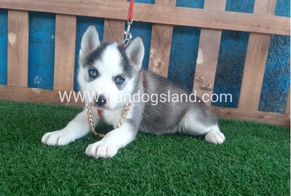 --husky-164_7