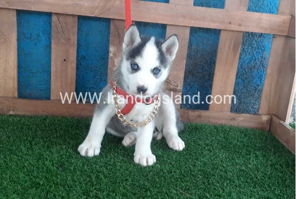 --husky-164_8