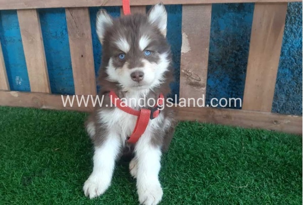 --husky-165_10