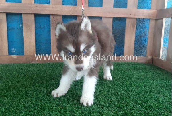 --husky-165_2