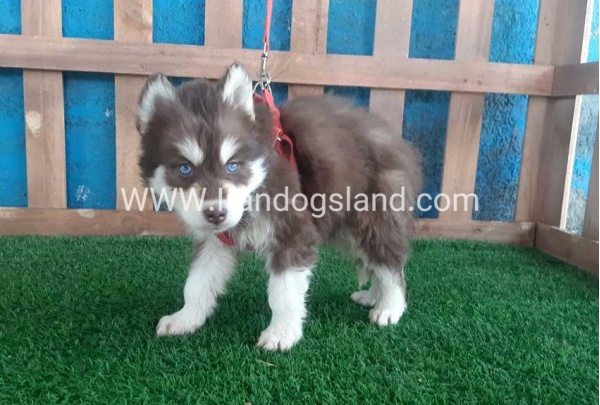 --husky-165_3_356108599