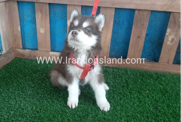 --husky-165_7_812944996
