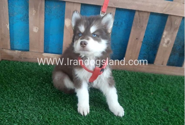 --husky-165_8