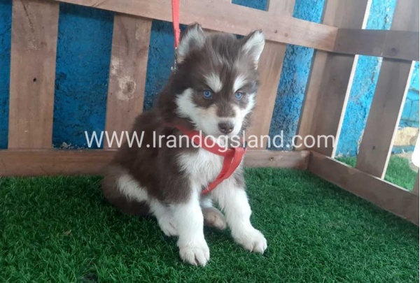 --husky-165_9