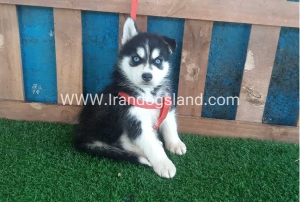 --husky-167_1