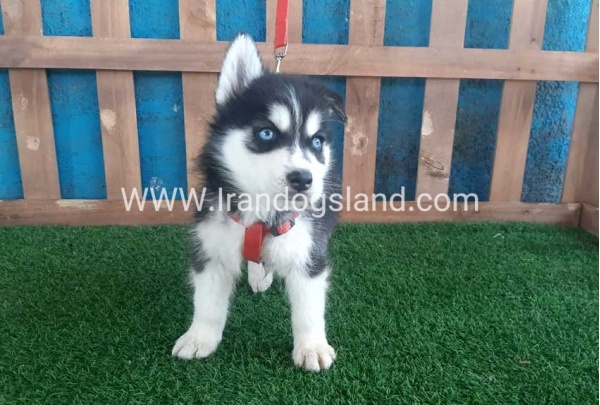 --husky-167_2