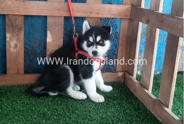--husky-167_3