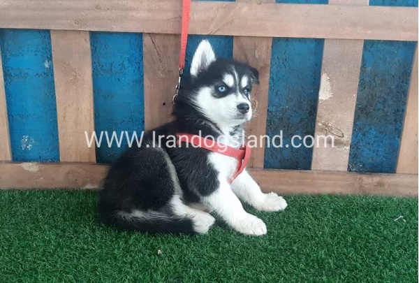 --husky-167_4