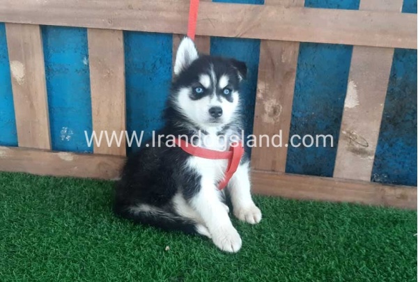 --husky-167_5