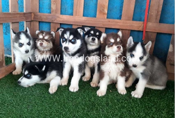 --husky-168_1