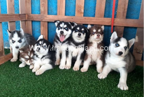 --husky-168_3_210033817