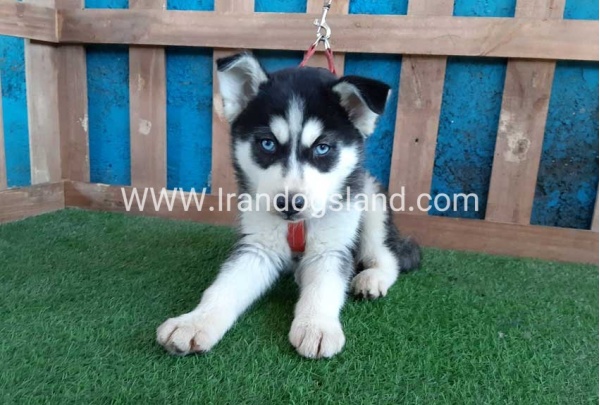 --husky-169_1