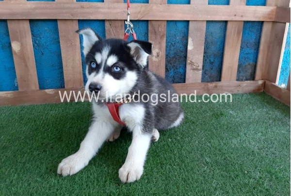 --husky-169_10