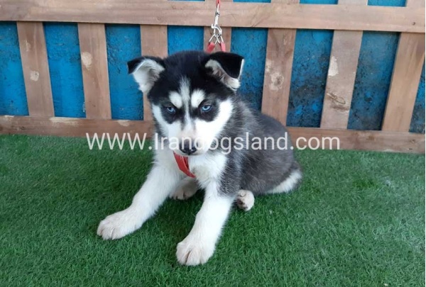 --husky-169_11