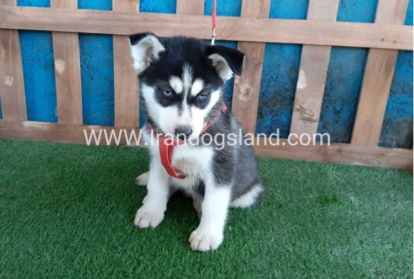 --husky-169_12