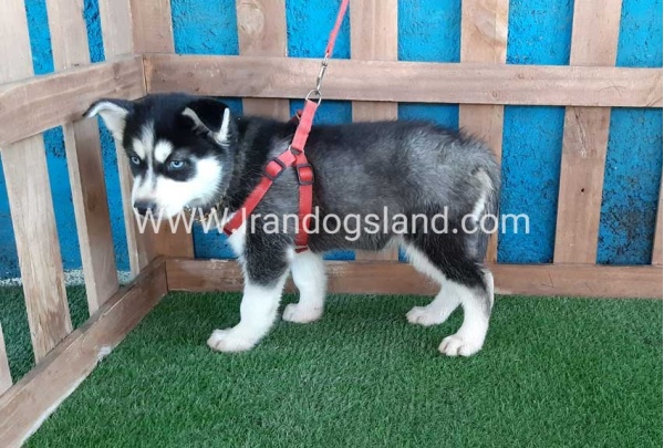 --husky-169_2