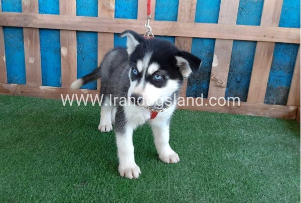 --husky-169_3