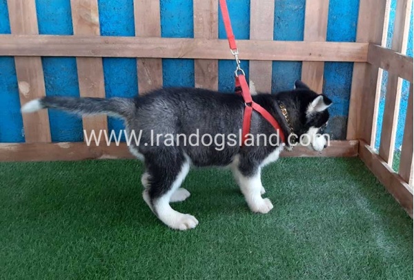 --husky-169_4