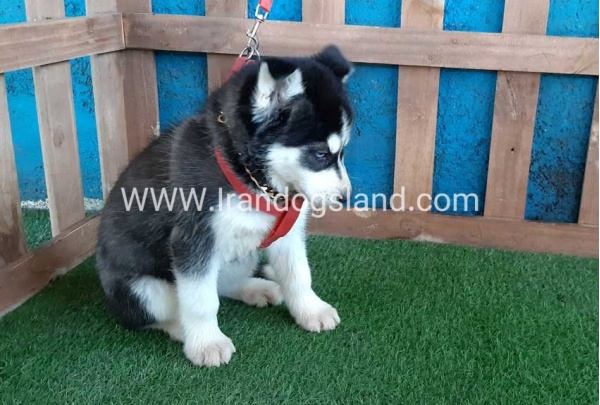 --husky-169_5