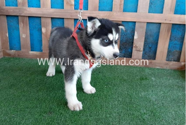 --husky-169_6
