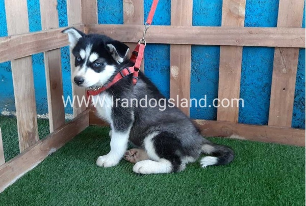 --husky-169_7