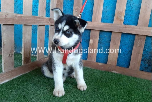 --husky-169_8