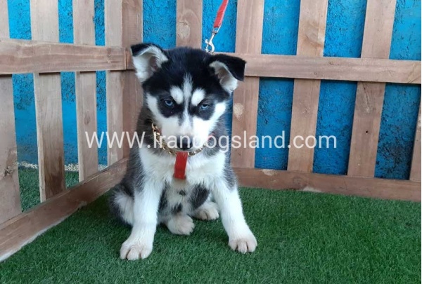 --husky-169_9