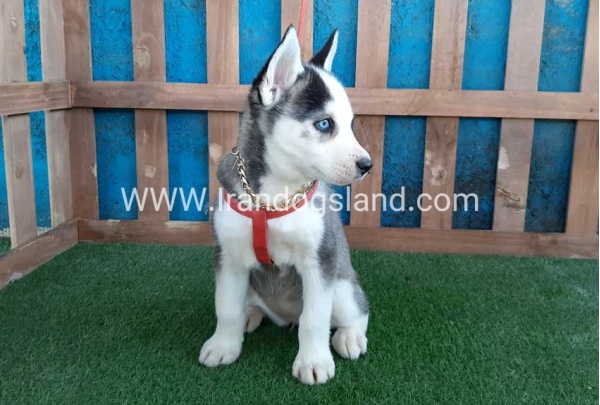 --husky-170_1