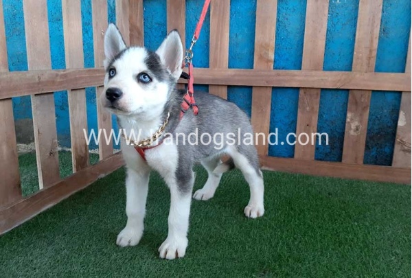 --husky-170_10
