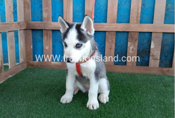--husky-170_11