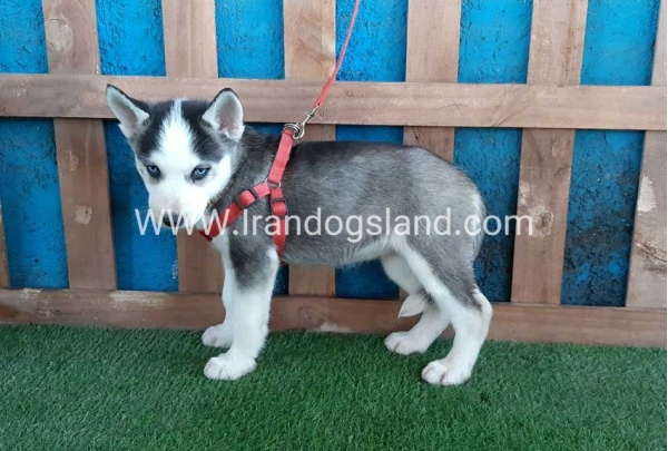 --husky-170_2
