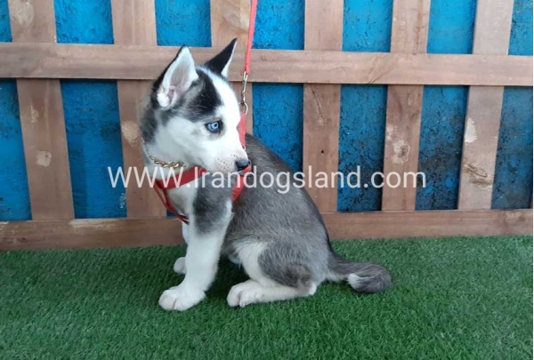 --husky-170_4