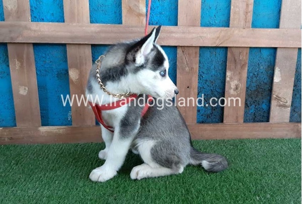 --husky-170_5