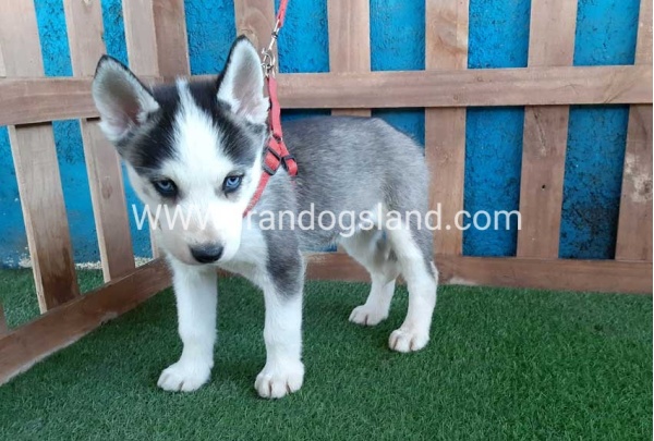 --husky-170_6