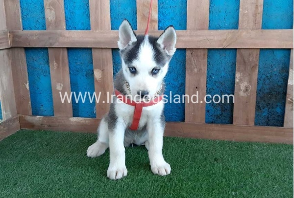 --husky-170_7