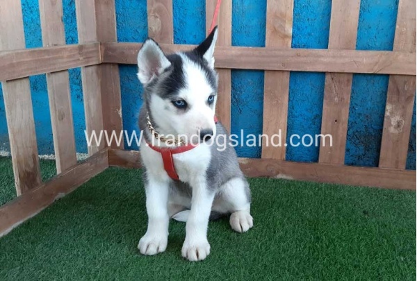 --husky-170_9