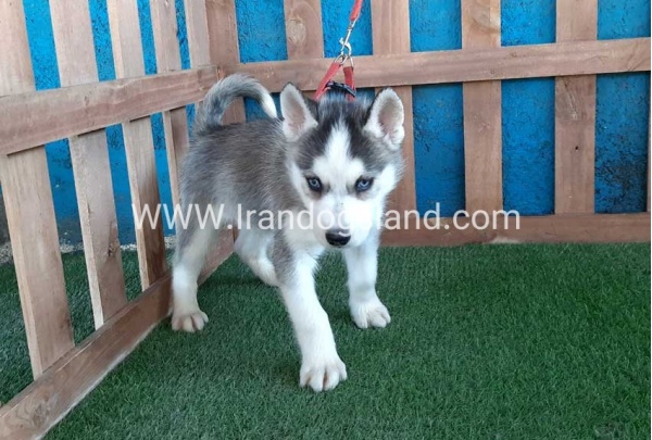 --husky-171_1