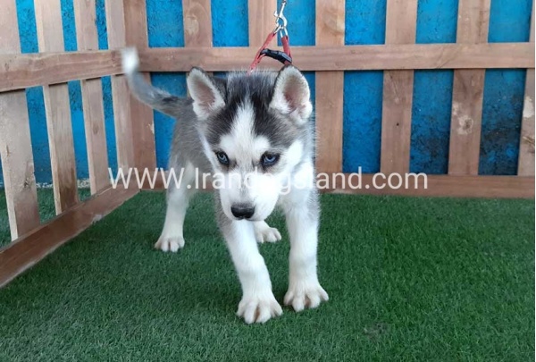 --husky-171_10