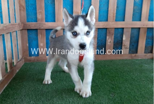 --husky-171_11