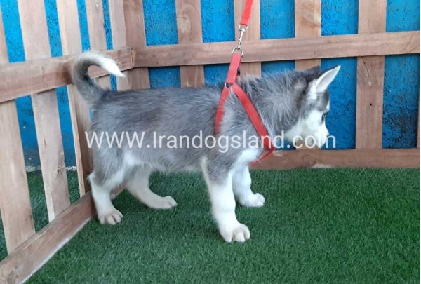 --husky-171_12
