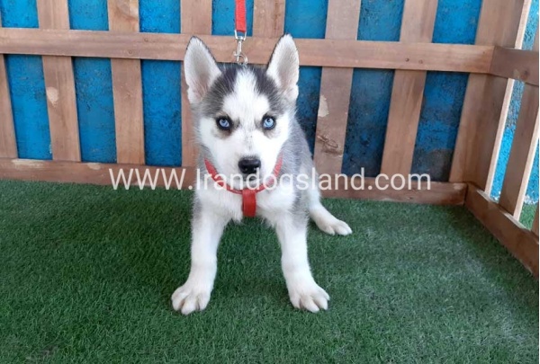 --husky-171_2