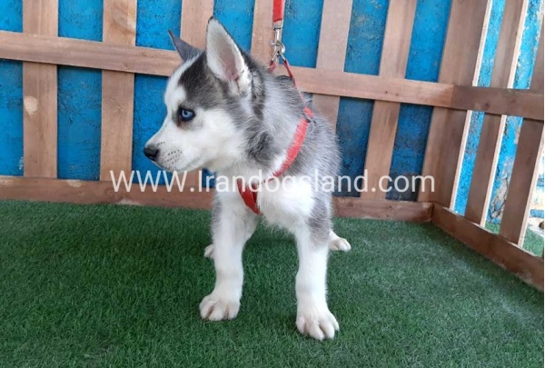 --husky-171_3