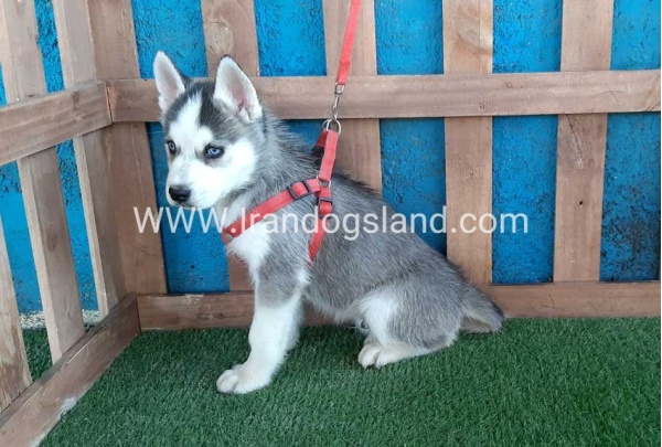 --husky-171_4