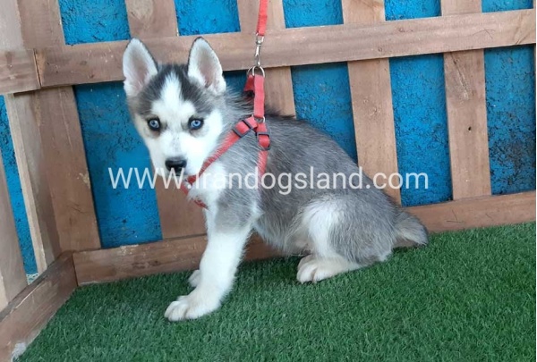 --husky-171_5
